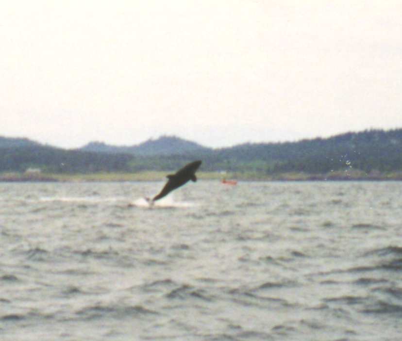An orca jumping